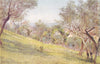 ITALY. Through the olives, Florence 1907 old antique vintage print picture