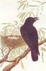 BIRDS OF INDIA. Jungle Crow (Corvus coronoides Levaillanti) 1924 old print