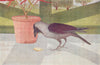 BIRDS OF INDIA. The Indian House-Crow (Corvus splendens) 1924 old print