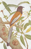 BIRDS OF INDIA. Bengal Tree-Pie (Dendrocitta rufa vagabunda) 1924 old print