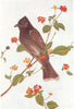 BIRDS OF INDIA. Bengal Red-Vented Bulbul Molpastes hamorrhous bengalensis) 1924
