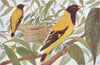 BIRDS OF INDIA. Black-headed Oriole (Oriolus lnteolus) 1924 old antique print