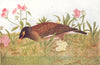 BIRDS OF INDIA. Common Myna (Acridotheres tristis) 1924 old antique print