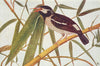 BIRDS OF INDIA. The Pied Myna (Sturnopastor contra contra) 1924 old print