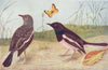 BIRDS OF INDIA. Indian Magpie-Robin Dayal (Copsychus saularis) 1924 old print