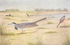 BIRDS OF INDIA. The White Wagtail (Motacilla alba) 1924 old antique print