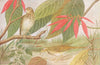 BIRDS OF INDIA. The Indian Tree-Pipit (Anthus hodgsoni) 1924 old antique print