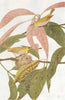BIRDS OF INDIA. Indian White-eye (Zosterops palpebrosa) 1924 old antique print