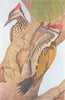 BIRDS OF INDIA. Northern golden-backed Woodpecker(Brachypternus aurantius) 1924
