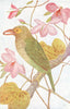BIRDS OF INDIA. Northern Green barbet (Thereiceryx Zeylanicus caniceps) 1924