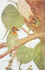BIRDS OF INDIA. Coppersmith (Xantholaema haemacephala indica) 1924 old print