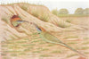 BIRDS OF INDIA. Common Indian Bee-Eater (Merops orientalis) 1924 old print