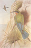 BIRDS OF INDIA. Blue-tailed bee-eater (Merops superciliosus javanicus) 1924