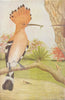 BIRDS OF INDIA. The Indian Hoopoe (Upupa epops orientalis) 1924 old print