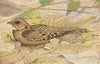 BIRDS OF INDIA. Long-tailed nightjar (Caprimulgus macrurus albonotatus) 1924