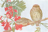 BIRDS OF INDIA. Indian spotted owlet (Carine noctua brama) 1924 old print