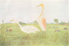 BIRDS OF INDIA. The Cattle Egret (Bubulcus ibis coromandus) 1924 old print