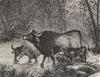 INDIA. The Indian Bison(Bos Gaurus) c1880 old antique vintage print picture
