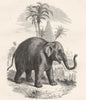 INDIA. The Elephant of India c1880 old antique vintage print picture