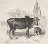 INDIA. The sacred cow of India c1880 old antique vintage print picture