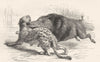 INDIA. Panther and wild Boar c1880 old antique vintage print picture
