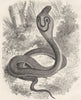 INDIA. The Cobra di Capello c1880 old antique vintage print picture