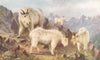 CANADA. Mountain goats feeding 1907 old antique vintage print picture