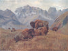 CANADA. Prairie Provinces. Buffalo in summer, bow range, Banff 1907 old print