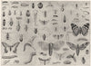ENTOMOLOGY. Beetle ladybird butterfly caterpillar moth bee wasp weevil 1907