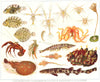 ANIMAL DEVELOPMENT.Turbot shrimp Barnacle Ascidian Crinoid Torpedo fish 1907