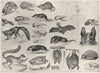 ANIMALS. Lemur; Aye-Aye; Flying fox; Vampire bat; Hedgehog; Mole; shrew 1907