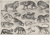 ANIMALS. Lion skull Tiger Jaguar Leopard Serval Lynx Hyaena Cheetah 1907 print
