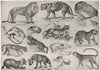 ANIMALS. Lion skull Tiger Jaguar Leopard Serval Lynx Hyaena Cheetah 1907 print