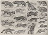 CARNIVORES. Dhole Jackal Fox Fennec Civet Genet Zibet Rasse Marten Weasel 1907