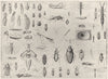 ENTOMOLOGY. Termite Mantis insect Cricket Locust Earwig worm beetle tick 1907