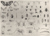 MYRIAPODA ARACHNIDA. Moth gnat fly bug flea cicada spider scorpion worm 1907