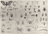 MYRIAPODA ARACHNIDA. Moth gnat fly bug flea cicada spider scorpion worm 1907