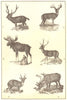DEER. Sambur; Virginia; Elk; Axis; Muntjac Reindeer 1907 old antique print