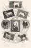 DOGS. Smooth fox Boston Terrier Clumber Spaniel Basset Bulldog Pomeranian 1907
