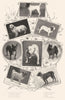 DOGS. Smooth fox Boston Terrier Clumber Spaniel Basset Bulldog Pomeranian 1907