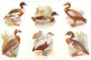 BIRDS. Ducks; Sheldrake; Tree Duck; Mallard; Eider; Brahminy; Wood 1907 print