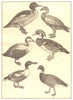 DUCK GOOSE. Goosander; Brahminy; Elder; Wood; Shoveler; Bernicle 1907 print