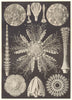 ECHINODERMS. Cidaris Tribuloides; baculosa; Dorocidaris papillata 1907 print