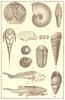 DEVONIAN FOSSIL. Brachiopod spiralia Ammonite Trilobite Gasteropod Mollusc 1907