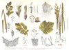 PLANT DISEASE. Brand-fungi oats wheat Potato Rot Rusts Oidium Ergot-fungus 1907