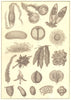 EGGS. Shark Cristiceps Goby spawn Garfish squid Octopus Cuttlefish mantis 1907