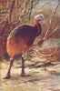 BIRDS. Emu(Hippalectryo Uniappendiculatus) 1907 old antique print picture