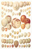 BIRDS. Eggs 1907 old antique vintage print picture