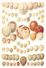 BIRDS. Eggs 1907 old antique vintage print picture