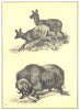 DEER. 1 Musk deer; 2 Musk Ox 1907 old antique vintage print picture